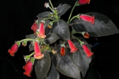 2020 Virtual Flower Show Section A – Gesneriads in Flower Class 4 – New World Rhizomatous Hybrids