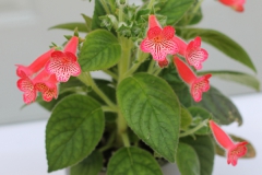 2020 Virtual Flower Show Section A – Gesneriads in Flower Class 4 – New World Rhizomatous Hybrids