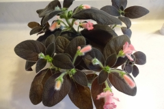 2020 Virtual Flower Show Section A – Gesneriads in Flower Class 4 – New World Rhizomatous Hybrids