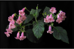 2020 Virtual Flower Show Section A – Gesneriads in Flower Class 4 – New World Rhizomatous Hybrids