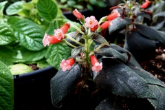 2020 Virtual Flower Show Section A – Gesneriads in Flower Class 4 – New World Rhizomatous Hybrids