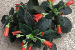 2020 Virtual Flower Show Section A – Gesneriads in Flower Class 4 – New World Rhizomatous Hybrids