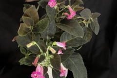 2020 Virtual Flower Show Section A – Gesneriads in Flower Class 4 – New World Rhizomatous Hybrids