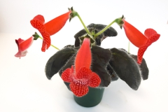 2020 Virtual Flower Show Section A – Gesneriads in Flower Class 4 – New World Rhizomatous Hybrids