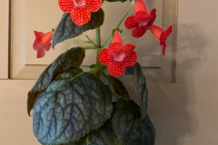 2020 Virtual Flower Show Section A – Gesneriads in Flower Class 4 – New World Rhizomatous Hybrids