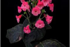 2020 Virtual Flower Show Section A – Gesneriads in Flower Class 4 – New World Rhizomatous Hybrids