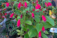 2020 Virtual Flower Show Section A – Gesneriads in Flower Class 4 – New World Rhizomatous Hybrids