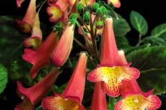 2020 Virtual Flower Show Section A – Gesneriads in Flower Class 4 – New World Rhizomatous Hybrids