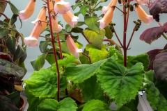2020 Virtual Flower Show Section A – Gesneriads in Flower Class 4 – New World Rhizomatous Hybrids