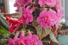 2020 Virtual Flower Show Section A – Gesneriads in Flower Class 4 – New World Rhizomatous Hybrids
