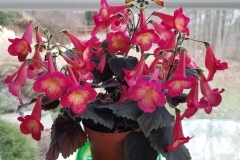 2020 Virtual Flower Show Section A – Gesneriads in Flower Class 4 – New World Rhizomatous Hybrids