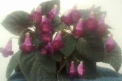 2020 Virtual Flower Show Section A – Gesneriads in Flower Class 4 – New World Rhizomatous Hybrids