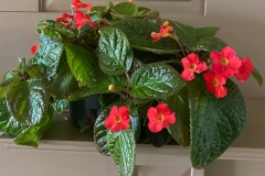 2020 Virtual Flower Show Section A – Gesneriads in Flower Class 5 – New World Fibrous Species