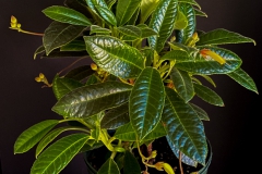 2020 Virtual Flower Show Section A – Gesneriads in Flower Class 5 – New World Fibrous Species