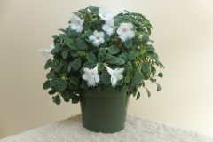 2020 Virtual Flower Show Section A – Gesneriads in Flower Class 5 – New World Fibrous Species
