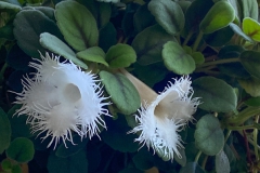 2020 Virtual Flower Show Section A – Gesneriads in Flower Class 5 – New World Fibrous Species