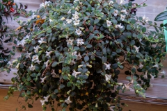 2020 Virtual Flower Show Section A – Gesneriads in Flower Class 5 – New World Fibrous Species