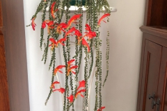 2020 Virtual Flower Show Section A – Gesneriads in Flower Class 5 – New World Fibrous Species