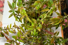 2020 Virtual Flower Show Section A – Gesneriads in Flower Class 5 – New World Fibrous Species