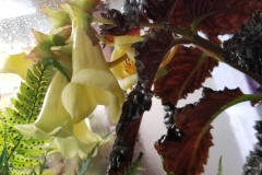2020 Virtual Flower Show Section A – Gesneriads in Flower Class 5 – New World Fibrous Species