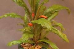 2020 Virtual Flower Show Section A – Gesneriads in Flower Class 5 – New World Fibrous Species