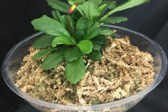 2020 Virtual Flower Show Section A – Gesneriads in Flower Class 5 – New World Fibrous Species