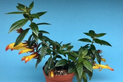 2020 Virtual Flower Show Section A – Gesneriads in Flower Class 6 – New World Fibrous Hybrids