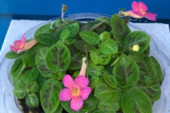 2020 Virtual Flower Show Section A – Gesneriads in Flower Class 6 – New World Fibrous Hybrids 2020 Virtual Flower Show Section A – Gesneriads in Flower Class 6 – New World Fibrous Hybrids