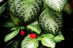 2020 Virtual Flower Show Section A – Gesneriads in Flower Class 6 – New World Fibrous Hybrids 2020 Virtual Flower Show Section A – Gesneriads in Flower Class 6 – New World Fibrous Hybrids