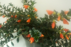 2020 Virtual Flower Show Section A – Gesneriads in Flower Class 6 – New World Fibrous Hybrids 2020 Virtual Flower Show Section A – Gesneriads in Flower Class 6 – New World Fibrous Hybrids