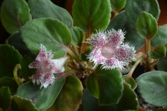 2020 Virtual Flower Show Section A – Gesneriads in Flower Class 6 – New World Fibrous Hybrids