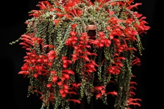 2020 Virtual Flower Show Section A – Gesneriads in Flower Class 6 – New World Fibrous Hybrids 2020 Virtual Flower Show Section A – Gesneriads in Flower Class 6 – New World Fibrous Hybrids