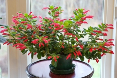 2020 Virtual Flower Show Section A – Gesneriads in Flower Class 6 – New World Fibrous Hybrids 2020 Virtual Flower Show Section A – Gesneriads in Flower Class 6 – New World Fibrous Hybrids