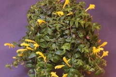 2020 Virtual Flower Show Section A – Gesneriads in Flower Class 6 – New World Fibrous Hybrids 2020 Virtual Flower Show Section A – Gesneriads in Flower Class 6 – New World Fibrous Hybrids