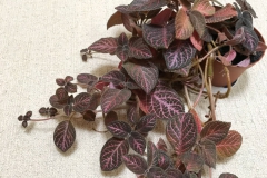 2020 Virtual Flower Show Section A – Gesneriads in Flower Class 6 – New World Fibrous Hybrids 2020 Virtual Flower Show Section A – Gesneriads in Flower Class 6 – New World Fibrous Hybrids