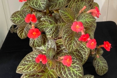 2020 Virtual Flower Show Section A – Gesneriads in Flower Class 6 – New World Fibrous Hybrids 2020 Virtual Flower Show Section A – Gesneriads in Flower Class 6 – New World Fibrous Hybrids