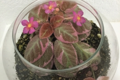 2020 Virtual Flower Show Section A – Gesneriads in Flower Class 6 – New World Fibrous Hybrids 2020 Virtual Flower Show Section A – Gesneriads in Flower Class 6 – New World Fibrous Hybrids