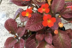 2020 Virtual Flower Show Section A – Gesneriads in Flower Class 6 – New World Fibrous Hybrids 2020 Virtual Flower Show Section A – Gesneriads in Flower Class 6 – New World Fibrous Hybrids
