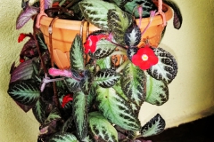 2020 Virtual Flower Show Section A – Gesneriads in Flower Class 6 – New World Fibrous Hybrids 2020 Virtual Flower Show Section A – Gesneriads in Flower Class 6 – New World Fibrous Hybrids