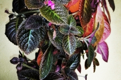 2020 Virtual Flower Show Section A – Gesneriads in Flower Class 6 – New World Fibrous Hybrids 2020 Virtual Flower Show Section A – Gesneriads in Flower Class 6 – New World Fibrous Hybrids