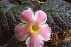 2020 Virtual Flower Show Section A – Gesneriads in Flower Class 6 – New World Fibrous Hybrids 2020 Virtual Flower Show Section A – Gesneriads in Flower Class 6 – New World Fibrous Hybrids