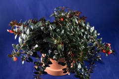 2020 Virtual Flower Show Section A – Gesneriads in Flower Class 6 – New World Fibrous Hybrids 2020 Virtual Flower Show Section A – Gesneriads in Flower Class 6 – New World Fibrous Hybrids