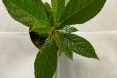 2020 Virtual Flower Show Section A – Gesneriads in Flower Class 6 – New World Fibrous Hybrids 2020 Virtual Flower Show Section A – Gesneriads in Flower Class 6 – New World Fibrous Hybrids