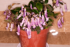 2020 Virtual Flower Show Section A – Gesneriads in Flower Class 7 – Old World Species, excluding Saintpaulia 2020 Virtual Flower Show Section A – Gesneriads in Flower Class 7 – Old World Species, excluding Saintpaulia