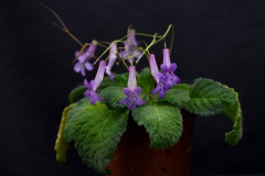 2020 Virtual Flower Show Section A – Gesneriads in Flower Class 7 – Old World Species, excluding Saintpaulia 2020 Virtual Flower Show Section A – Gesneriads in Flower Class 7 – Old World Species, excluding Saintpaulia