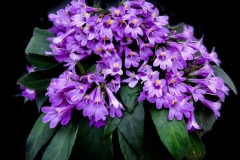 2020 Virtual Flower Show Section A – Gesneriads in Flower Class 7 – Old World Species, excluding Saintpaulia 2020 Virtual Flower Show Section A – Gesneriads in Flower Class 7 – Old World Species, excluding Saintpaulia
