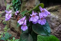 2020 Virtual Flower Show Section A – Gesneriads in Flower Class 7 – Old World Species, excluding Saintpaulia 2020 Virtual Flower Show Section A – Gesneriads in Flower Class 7 – Old World Species, excluding Saintpaulia