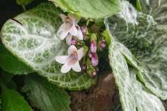 2020 Virtual Flower Show Section A – Gesneriads in Flower Class 7 – Old World Species, excluding Saintpaulia 2020 Virtual Flower Show Section A – Gesneriads in Flower Class 7 – Old World Species, excluding Saintpaulia