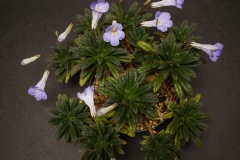 2020 Virtual Flower Show Section A – Gesneriads in Flower Class 7 – Old World Species, excluding Saintpaulia 2020 Virtual Flower Show Section A – Gesneriads in Flower Class 7 – Old World Species, excluding Saintpaulia