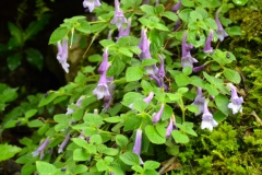 2020 Virtual Flower Show Section A – Gesneriads in Flower Class 7 – Old World Species, excluding Saintpaulia